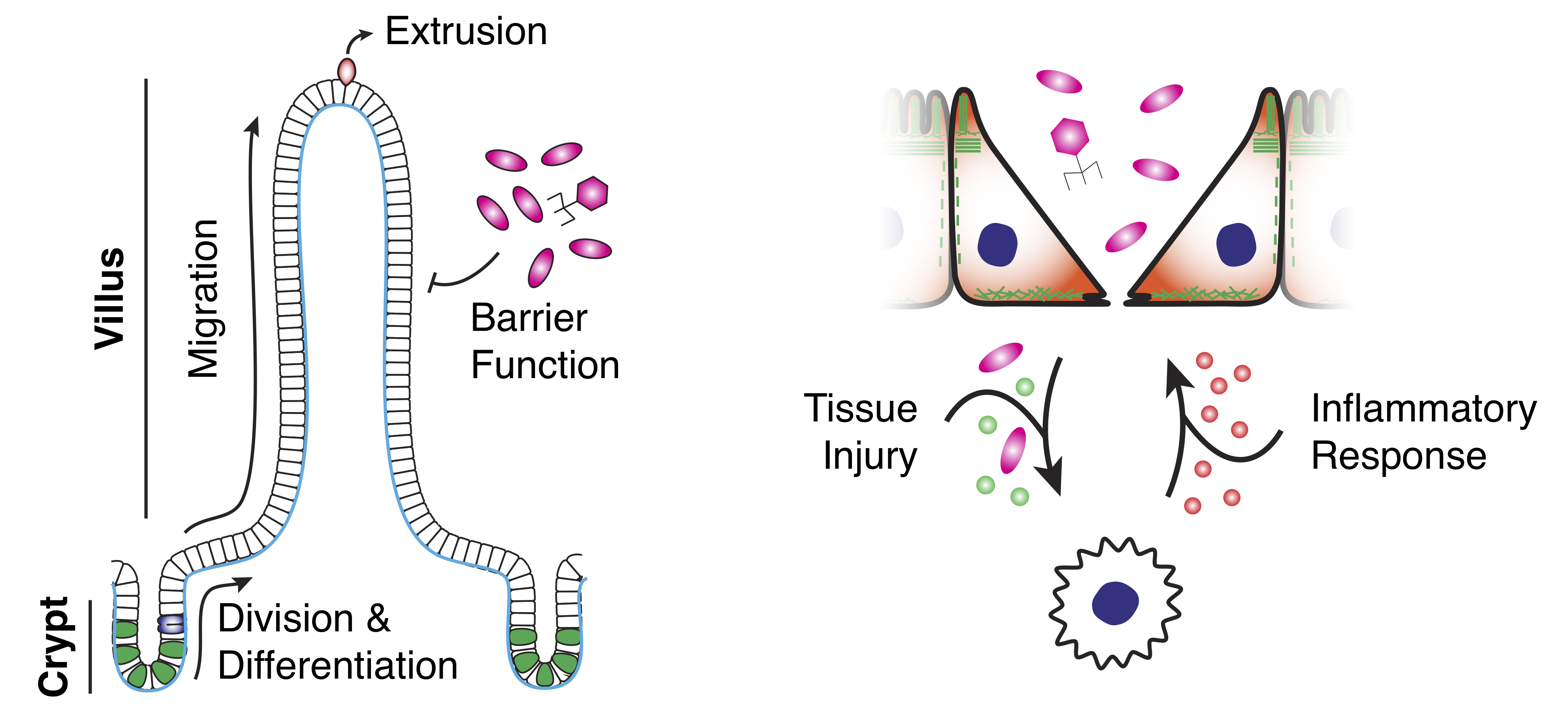 intestine_scheme