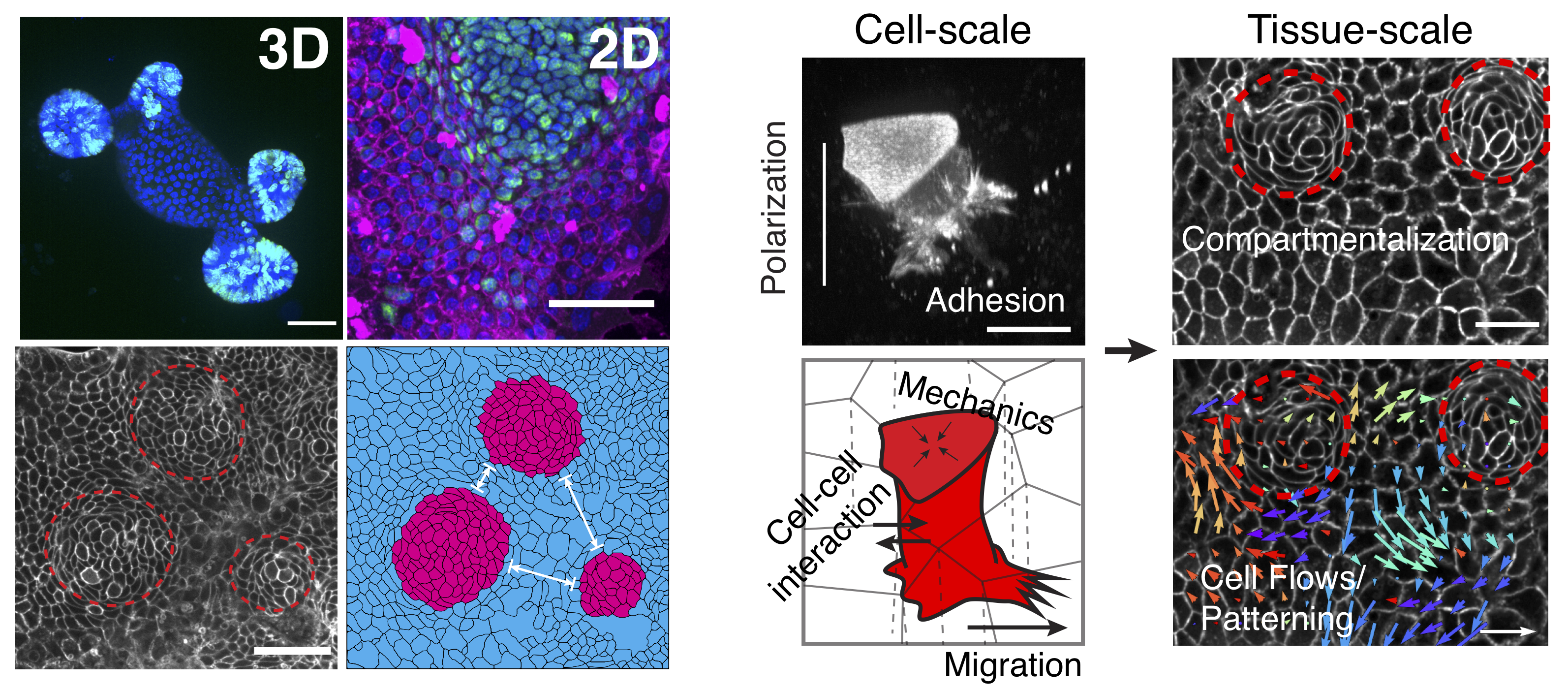 organoids