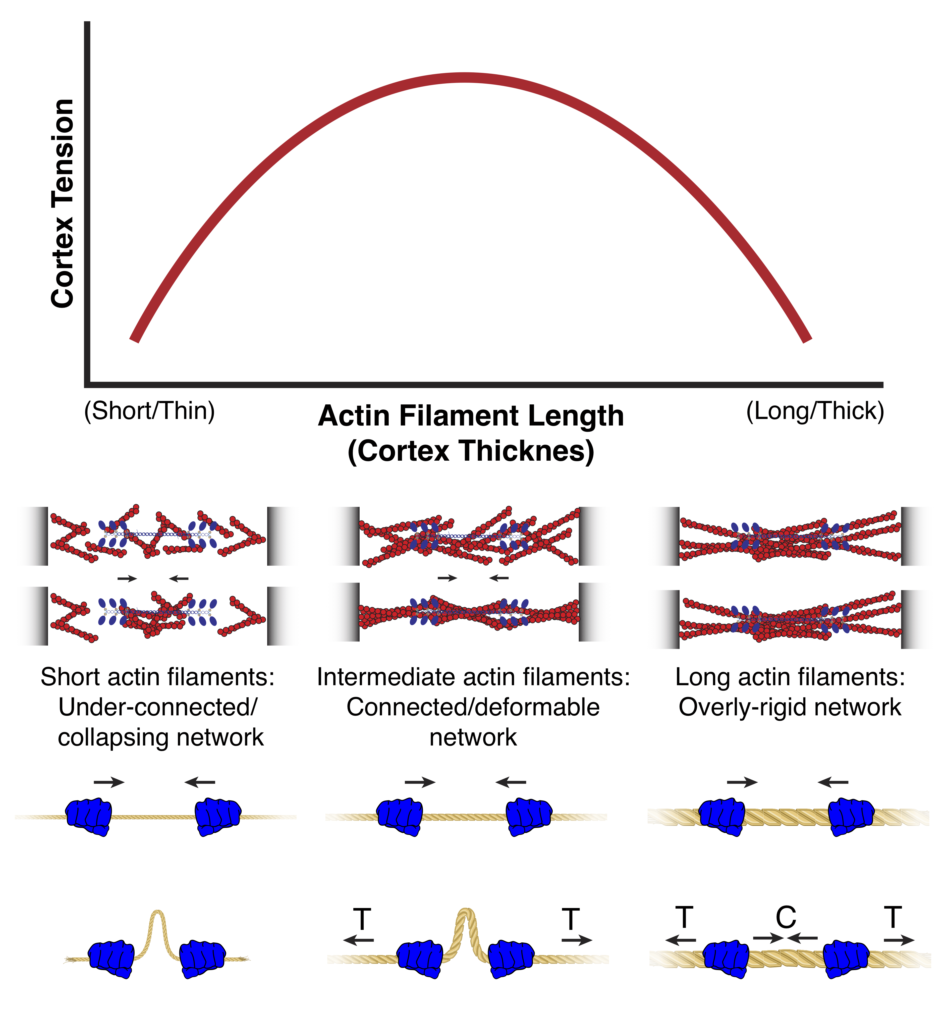 tension thickness model